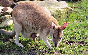 brown kangaroo with joey