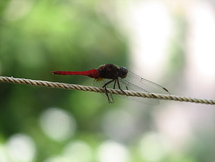 red and black dragon fly closeup photography