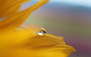 macro photography of dew on yellow petaled flower HD wallpaper