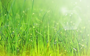 green grass illustration