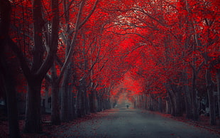 landscape photo of autumn season