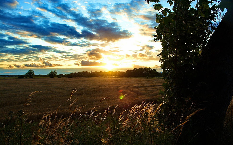 view of sunset on green grass field HD wallpaper