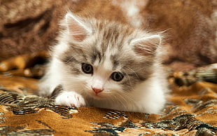 depth of field photography of gray and white kitten on brown textile