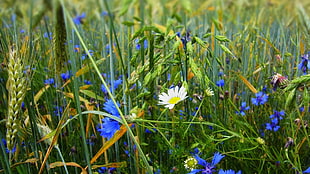 blue and yellow petaled flowers, flowers, grass, blue flowers