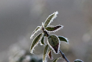 selective focus photography of green and gray leaf plant