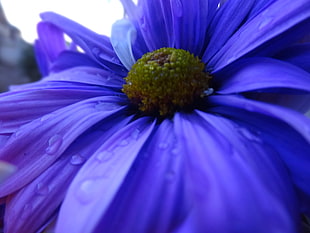 selective focus photography of purple Echinacea HD wallpaper