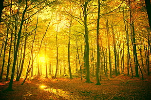 view of forest during golden hour, forest, landscape HD wallpaper