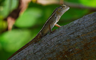macro shot photography of red reptile