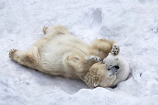 polar bears, nature, animals, winter, polar bears HD wallpaper