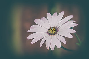pink blue-eyed daisy selective-focus photo HD wallpaper