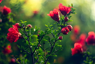 selective focus photograph of red flowers, nature, flowers, depth of field, pink flowers HD wallpaper