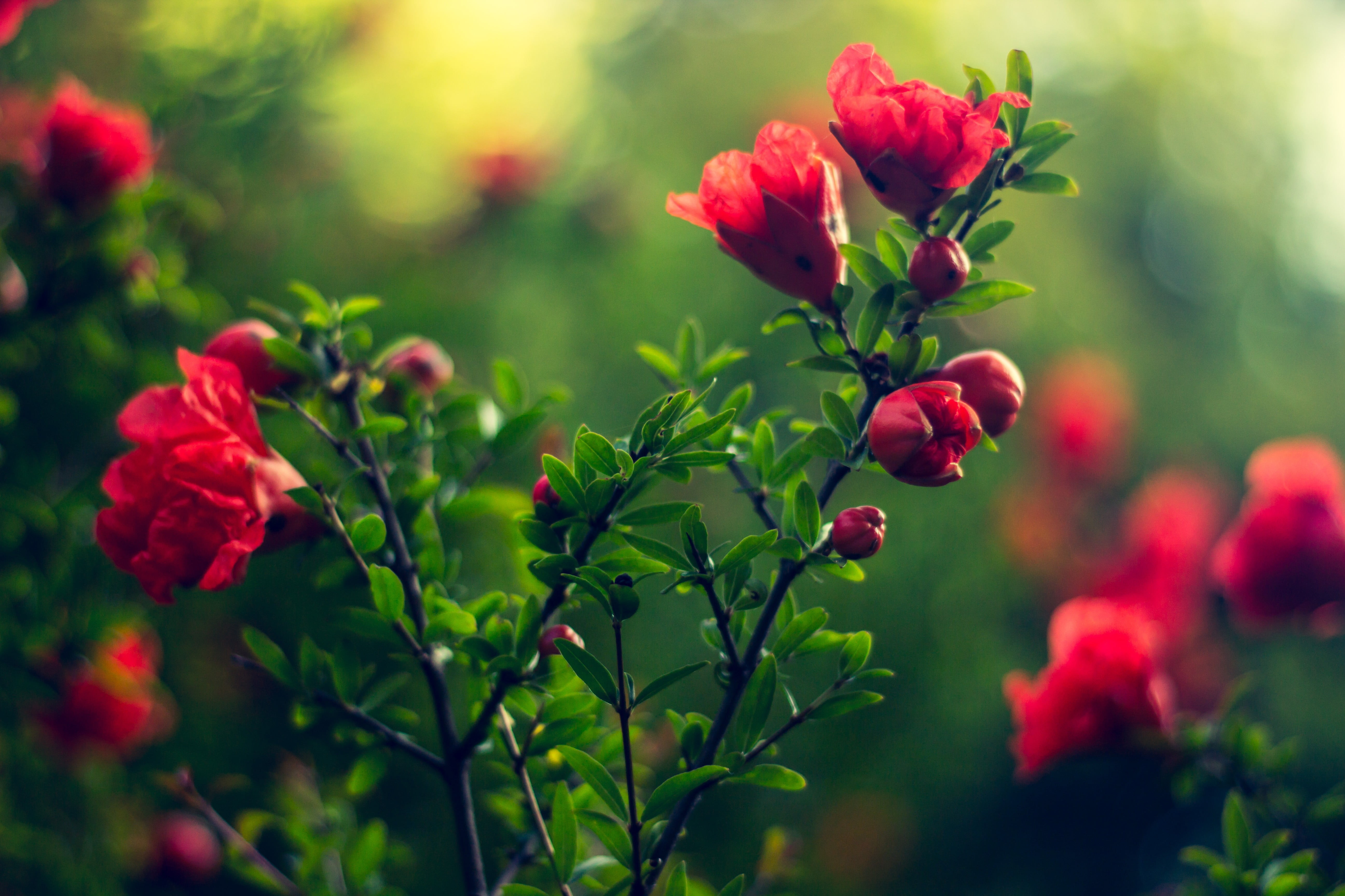 selective focus photograph of red flowers, nature, flowers, depth of field, pink flowers