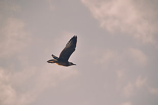 grey gull, Bird, Seagull, Flight