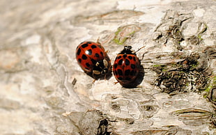two ladybugs in closeup photography
