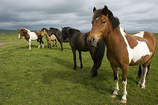 five assorted-colored horses on green grasses HD wallpaper
