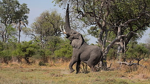 black elephant, nature, animals, landscape, Africa