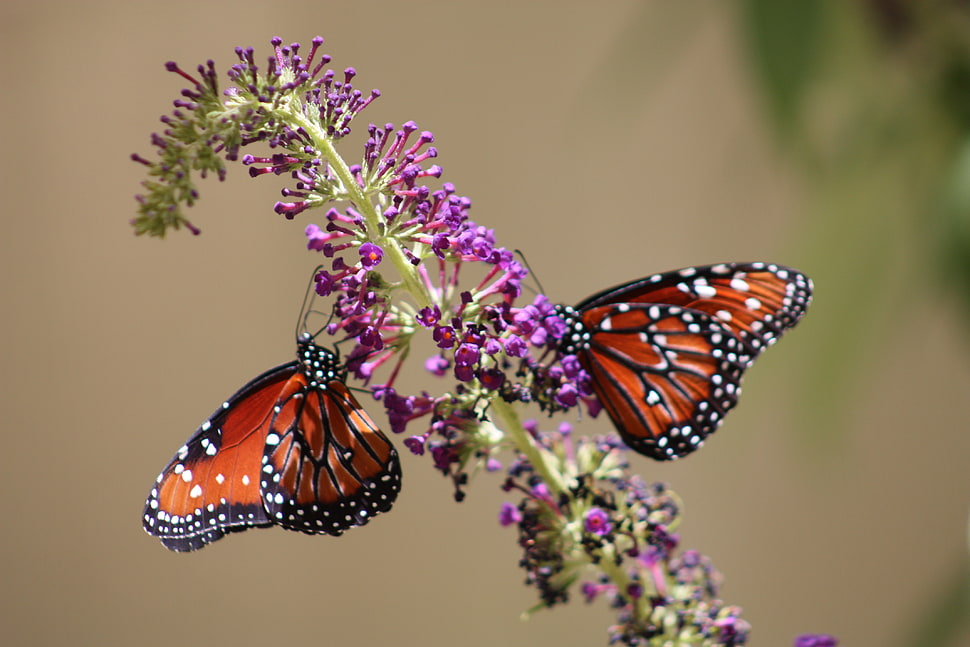 selective focus photo of two red Butterflies on purple cluster flower, monarch butterflies HD wallpaper