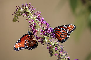 selective focus photo of two red Butterflies on purple cluster flower, monarch butterflies HD wallpaper