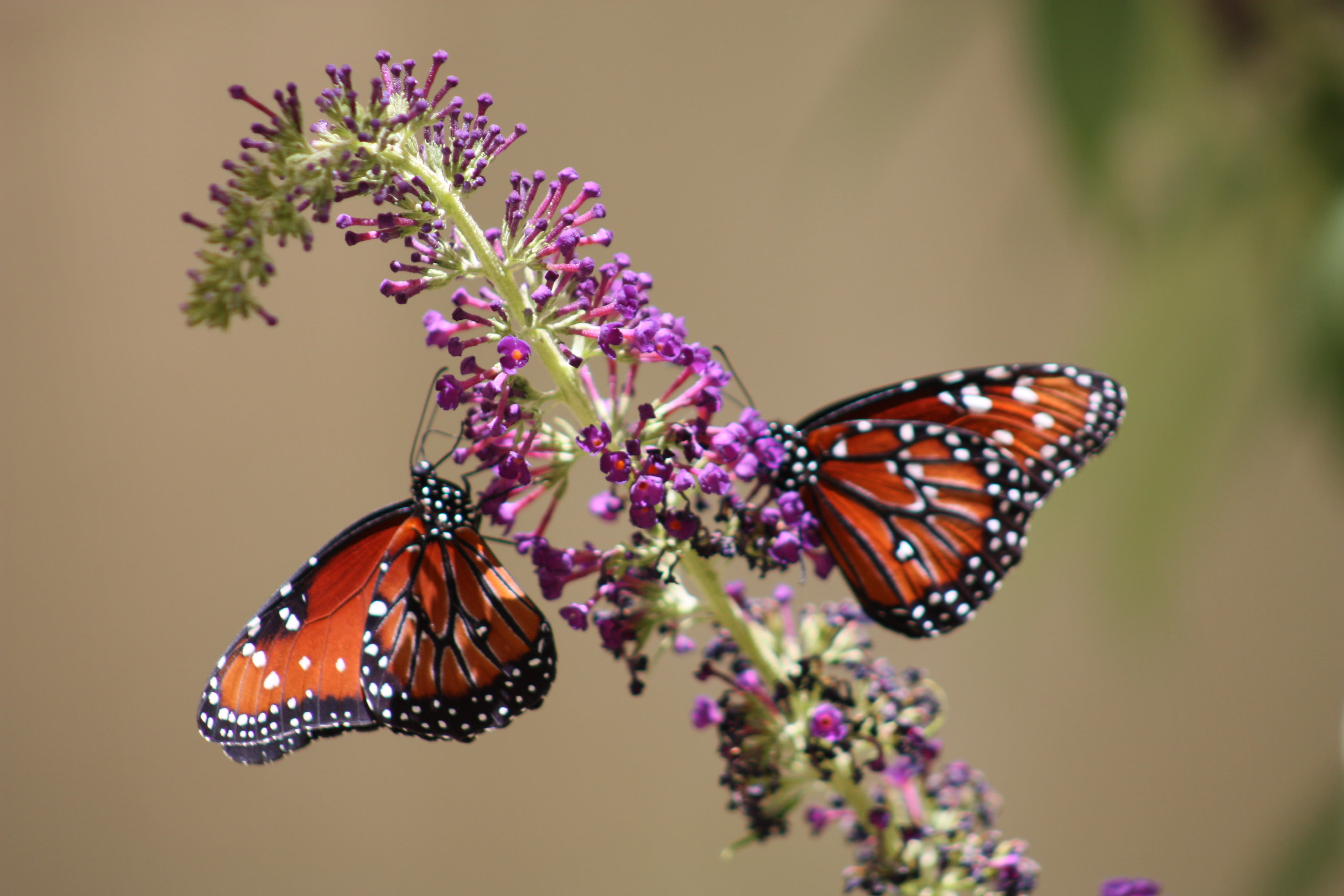 selective focus photo of two red Butterflies on purple cluster flower, monarch butterflies