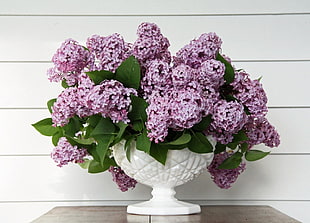 bouquet of purple clustered flower HD wallpaper