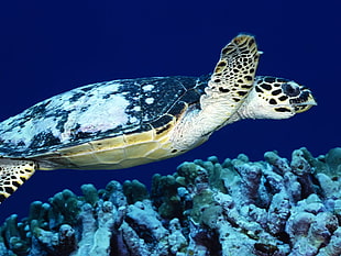black and brown turtle and gray coral reefs