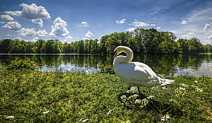 white swan standing on green grass field beside body of water under blue sky at daytime HD wallpaper
