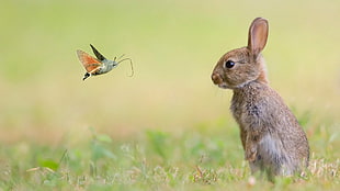 brown rabbit and red butterfly, nature, animals, rabbits