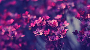 purple flowers, flowers, red, dark