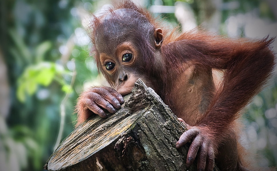 brown monkey HD wallpaper