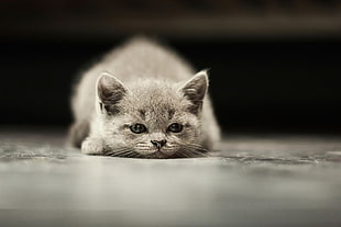 gray kitten close-up photo