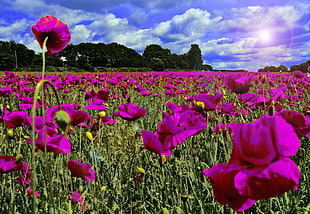 purple petaled flower field during daytime HD wallpaper