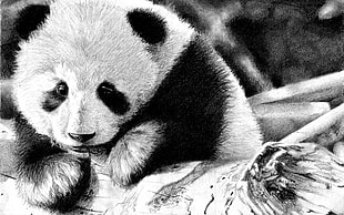 grayscale photography of black and white Panda during daytime