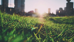 green grass, grass, closeup, blurred, summer HD wallpaper