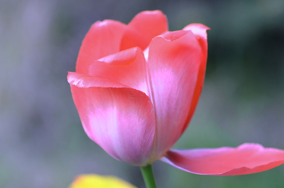 pink Tulip flower in bloom close-up photo HD wallpaper