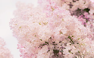 light pink petaled flowers