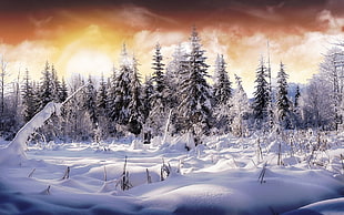landscaped photo of a pine trees with snows, forest
