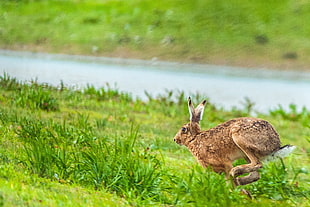 brown rabbit running on green grass field during daytime, gloucestershire HD wallpaper