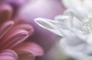macro photography of white and pink petaled flowers