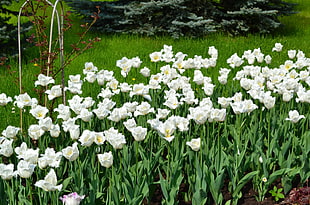 white flowers in field