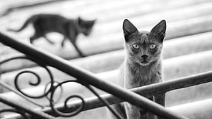gray scale photo of cat near metal railings