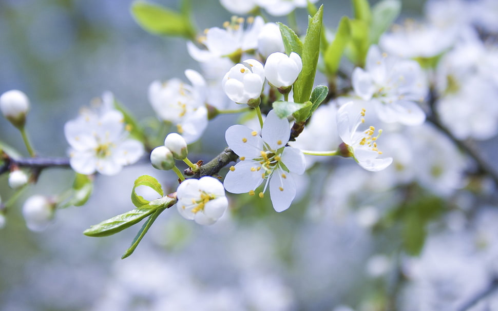 photo of cherry blossom flowers HD wallpaper
