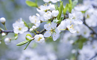 photo of cherry blossom flowers