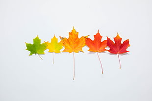five maple leafs HD wallpaper