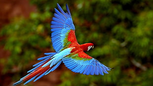 blue and red parrot, macaws, birds, animals, nature