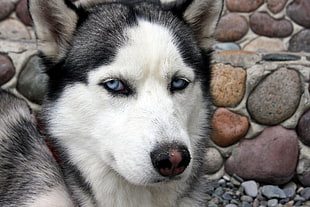 adult black and white Siberian Husky, Siberian Husky , blue eyes, dog, animals