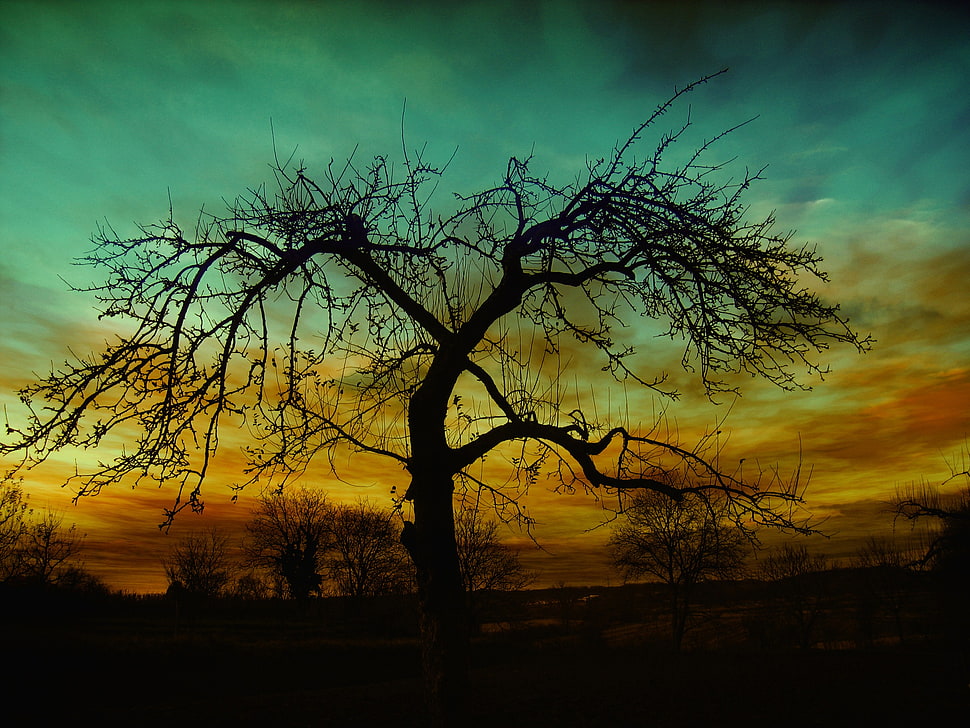 death branch tree  silhouette photography HD wallpaper