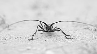 gray insect, insect, macro, monochrome