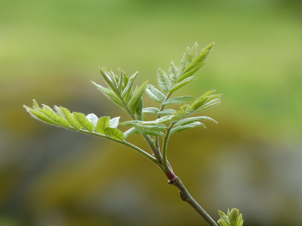 green leaves plant HD wallpaper