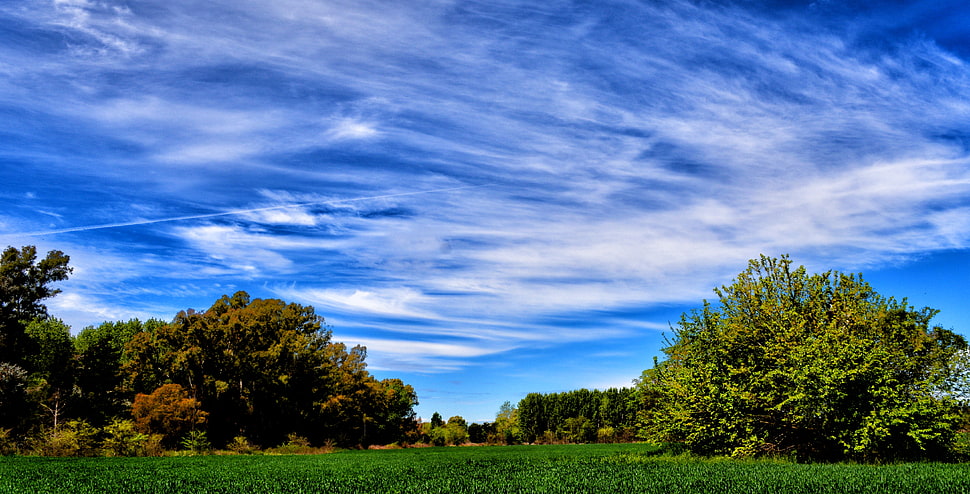 greenfield with trees under cloudy sky during daytime HD wallpaper