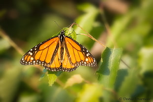 Viceroy Butterfly perched on green leaf at daytime, monarch butterfly